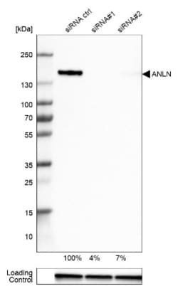 Anillin Antibody, Novus Biologicals:Antibodies:Primary Antibodies